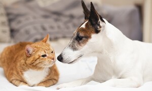 是什麼讓毛孩緊張?